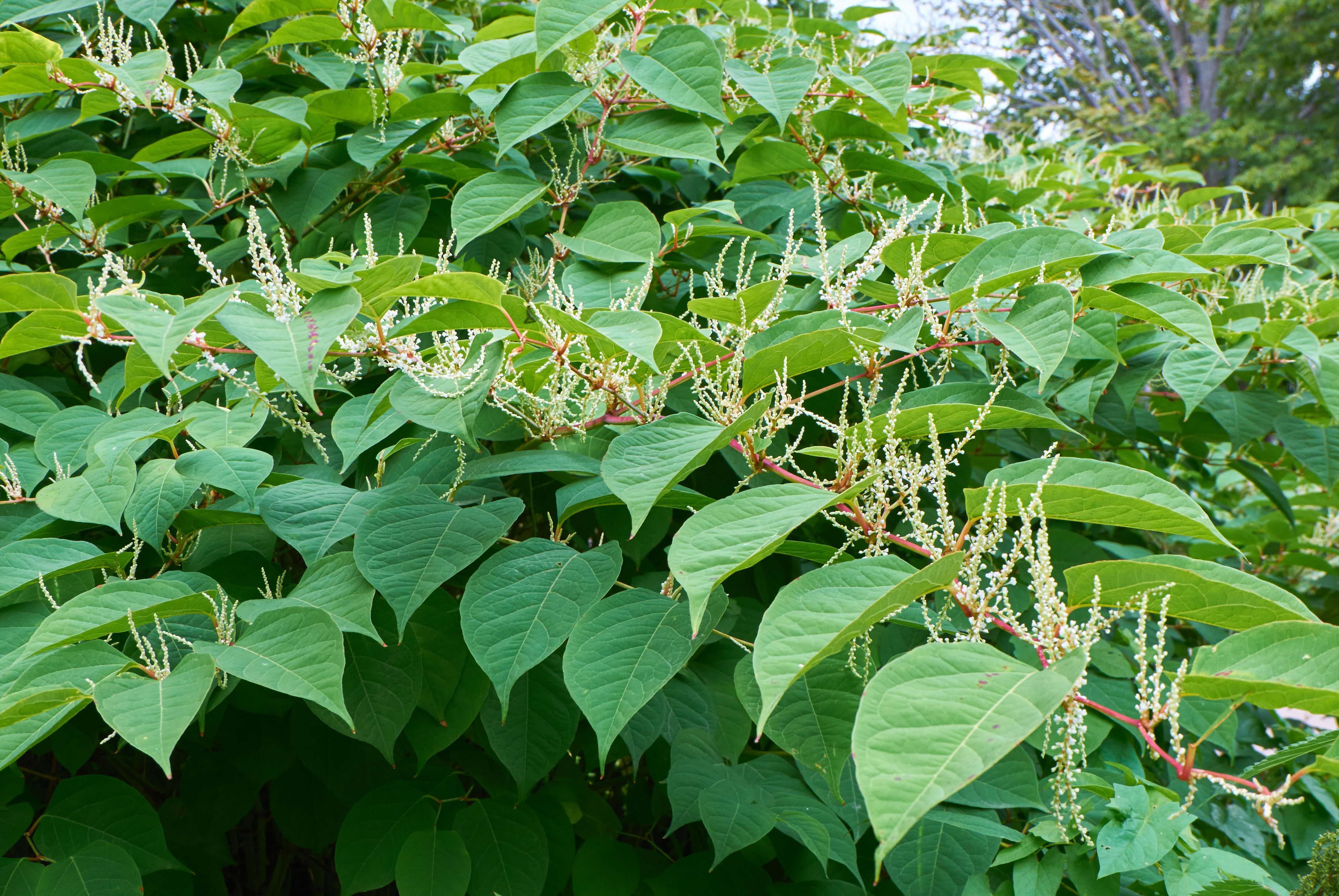 What Is Japanese Knotweed And What Should You Do About It Move IQ