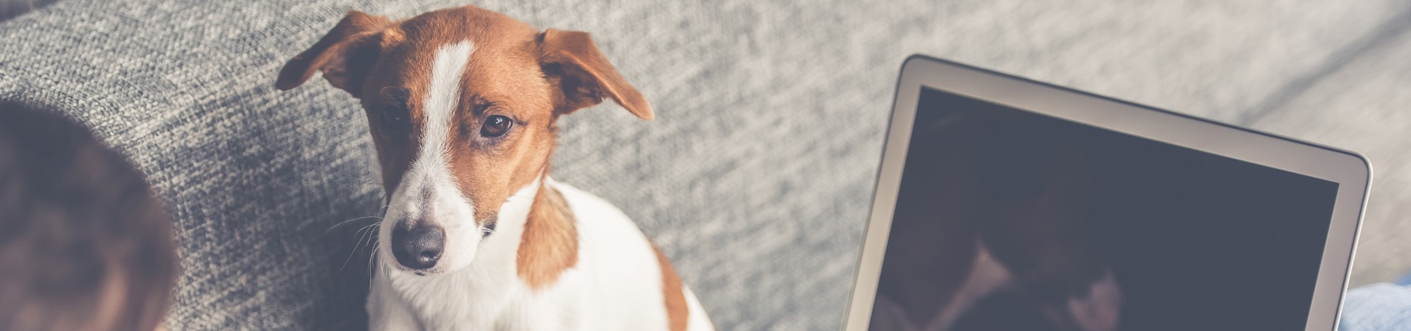 Dog next to a laptop