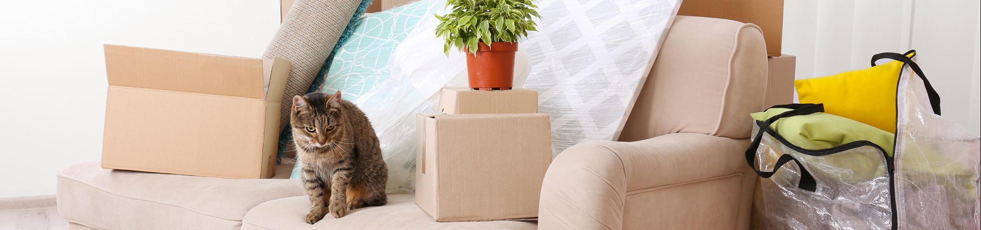 Cat and moving boxes on a sofa