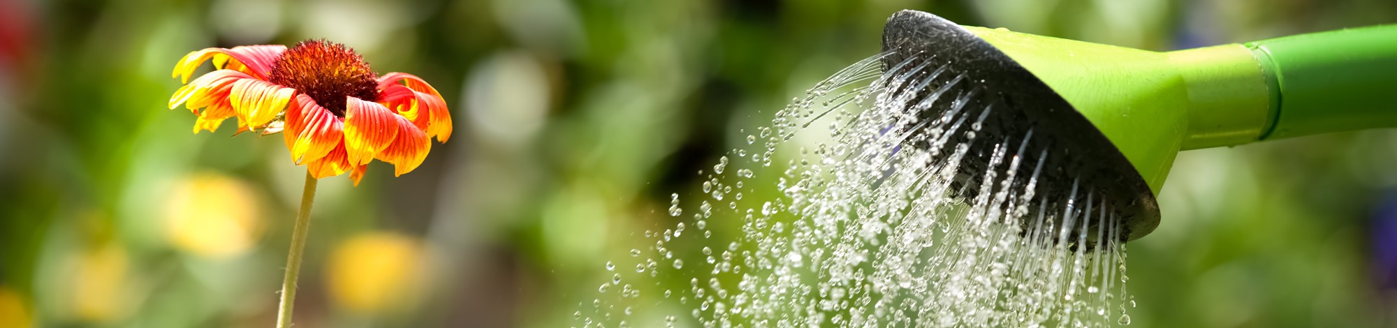 Watering can in garden