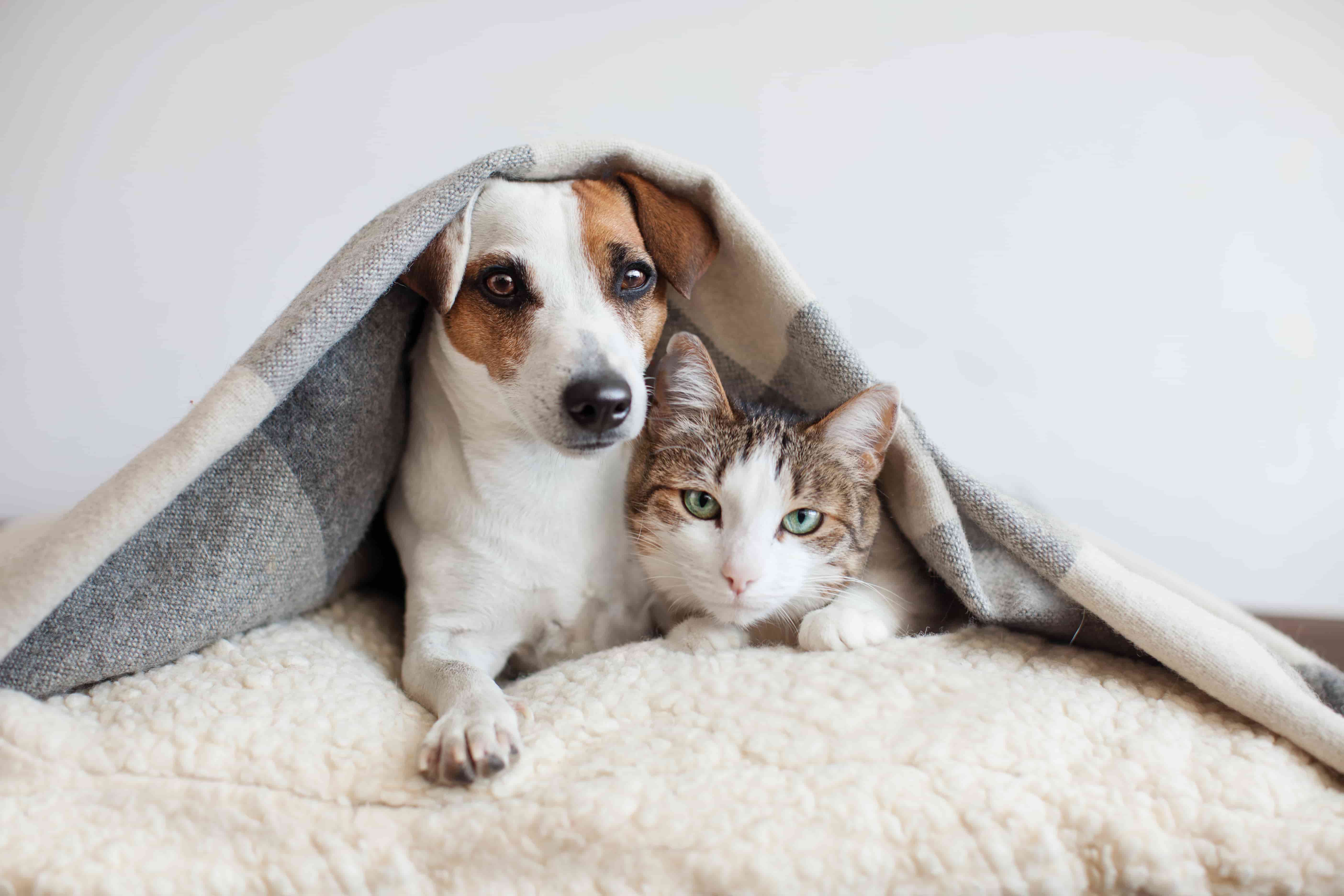 Pet dog and cat under a blanket