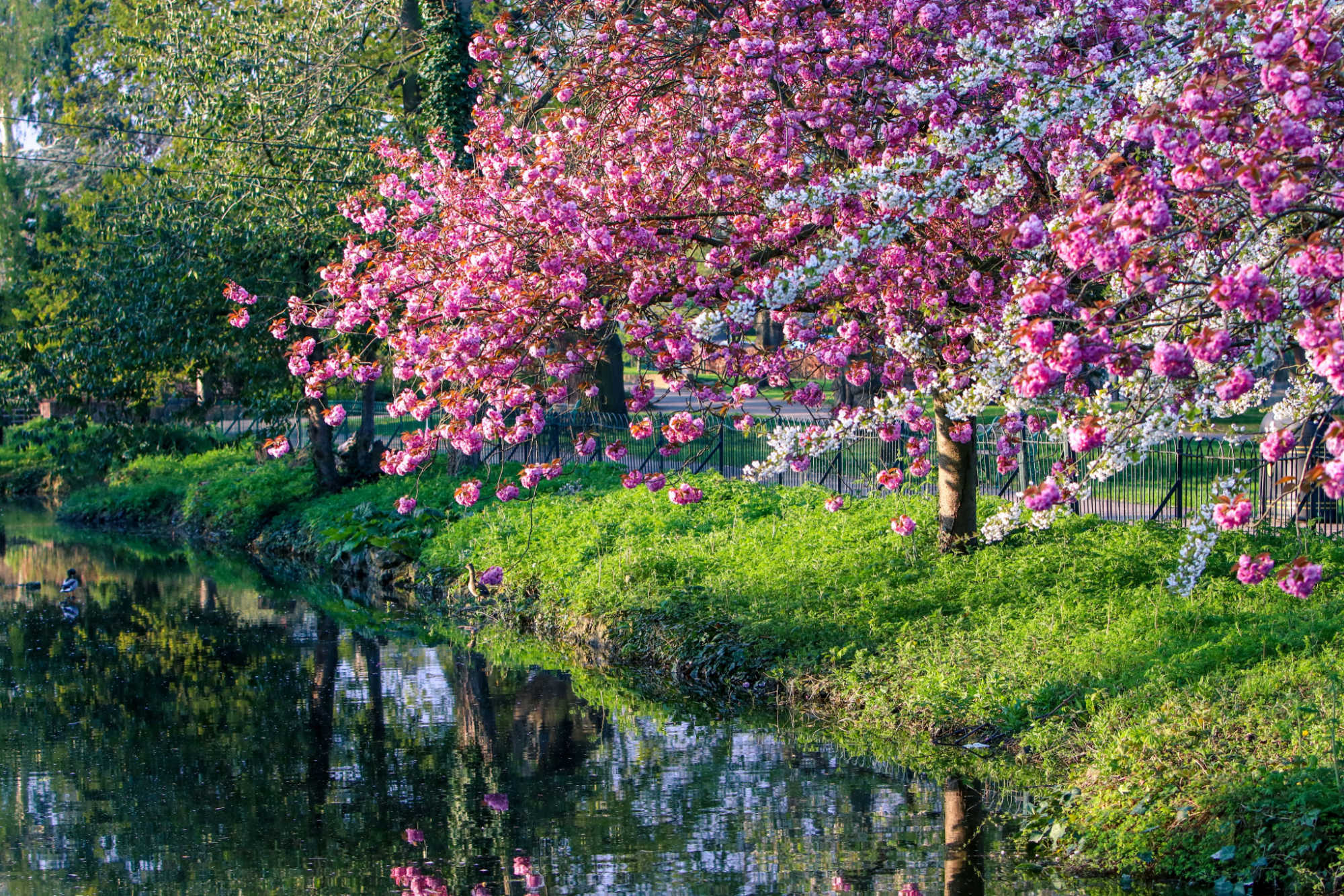 cherry-blossom-lloyd-park-walthamstow-london