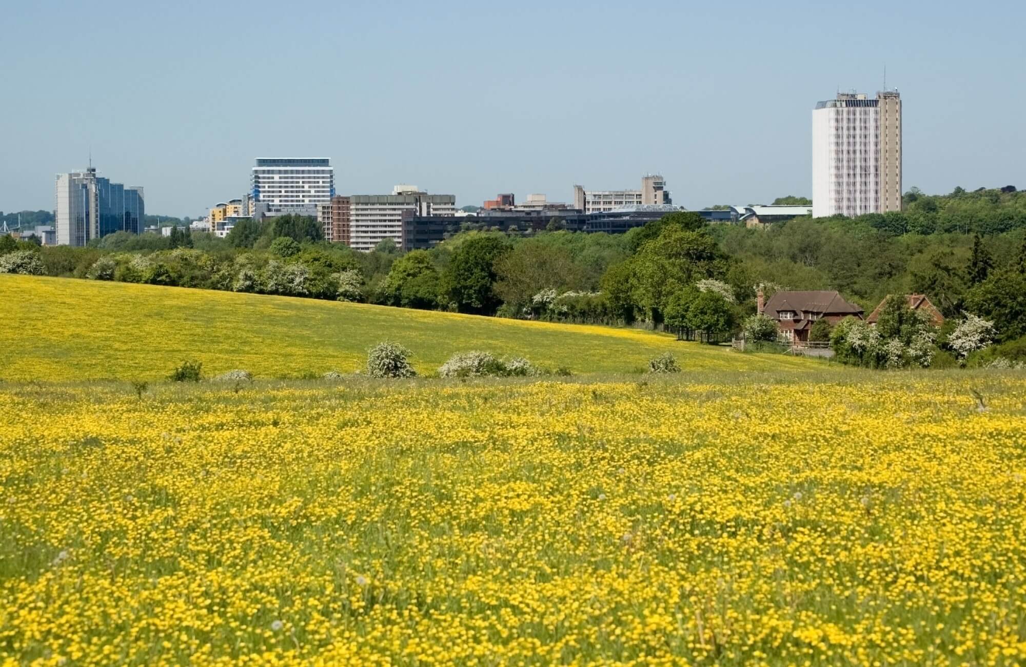 basingstoke-with-buttercups-hampshire